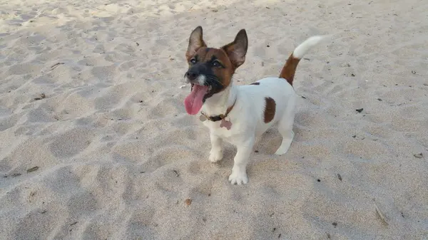 Yavru bir jack russell terrier