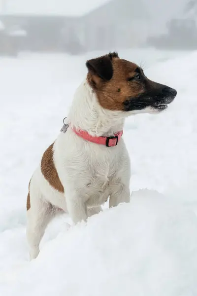 Yavru bir jack russell terrier