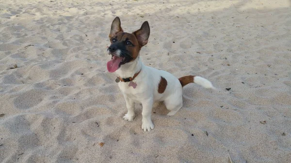 Yavru bir jack russell terrier
