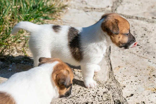 Yavru bir jack russell terrier