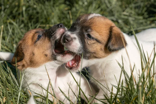 Yavru bir jack russell terrier