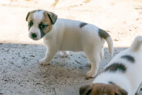Yavru bir jack russell terrier