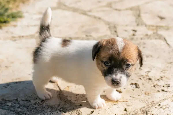 Yavru bir jack russell terrier