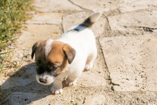Yavru bir jack russell terrier