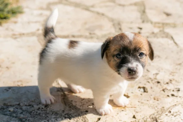 Yavru bir jack russell terrier