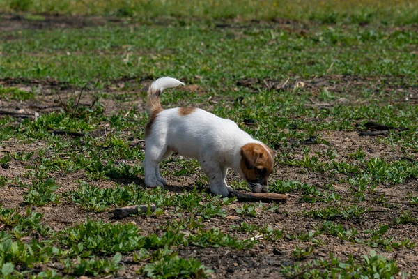 Yavru bir jack russell terrier