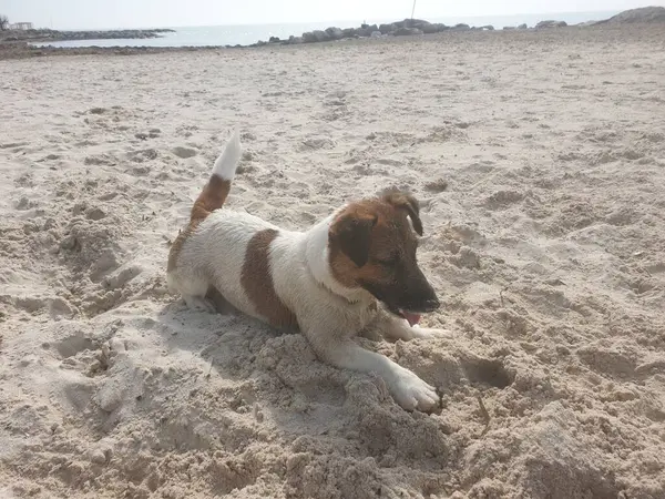 Yavru bir jack russell terrier
