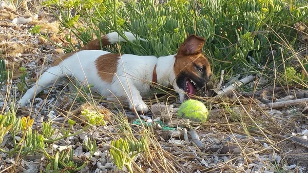 Yavru bir jack russell terrier