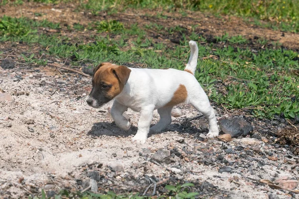 Yavru bir jack russell terrier