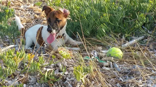 Yavru bir jack russell terrier