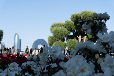 Bahçedeki güzel çiçekler