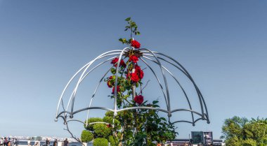 Bahçedeki güzel çiçekler