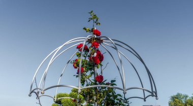 Yazın bahçede büyük kırmızı bir çiçek.