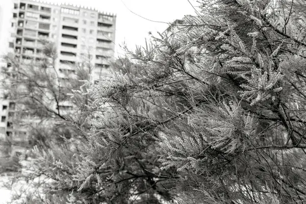 Bakü şehrinde şehir manzarası