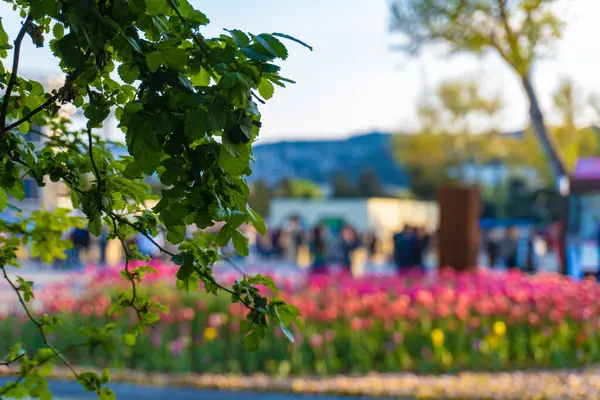 Bakü, seyahat etmek için çok güzel ve çarpıcı bir şehir. Tatil ziyareti fotoğrafı.