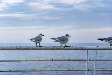 Azerbaycan 'ın Bakü şehrinde şehir fotoğrafı çekildi. Tatil ve seyahat kavramı.
