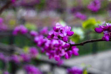 Bahçedeki pembe çiçekler