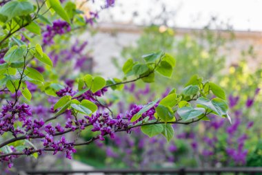 Bahçe çiçek leylak.