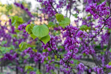 Bahçede güzel bahar çiçekleri
