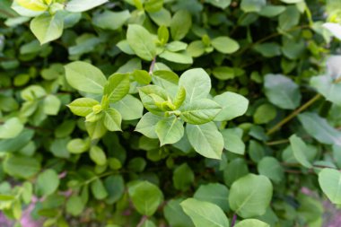 Bahçede yeşil yapraklar