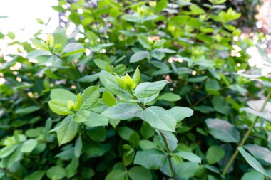 Güzel botanik fotoğrafı, doğal duvar kağıdı.