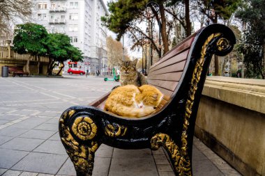 Parktaki bankta iki kedi