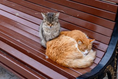 Bir bankta yatan iki beyaz kedinin yakın plan çekimi.