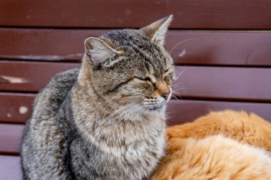 Kedi bankta oturuyor.