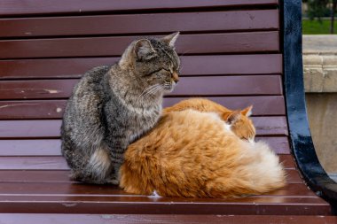 Kediler bankta oturuyor.