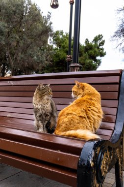 Sokaktaki kediler, hindideki kediler ve hayvanlar.