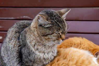 Zencefilli tekir kedinin yakın plan fotoğrafı.