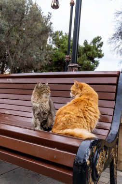 İstanbul 'da bir sokakta oturan kediler