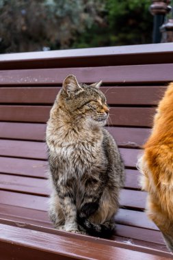 Kahverengi kürklü bir kedinin portresi