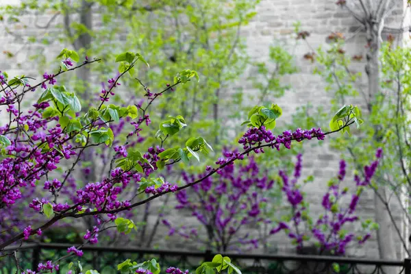 Güzel botanik fotoğrafı, doğal duvar kağıdı.