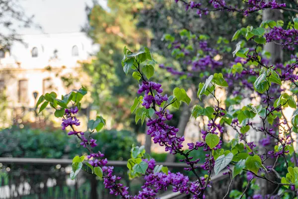 Güzel botanik fotoğrafı, doğal duvar kağıdı.