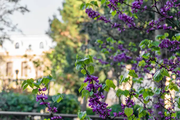 Bahçedeki güzel çiçekler