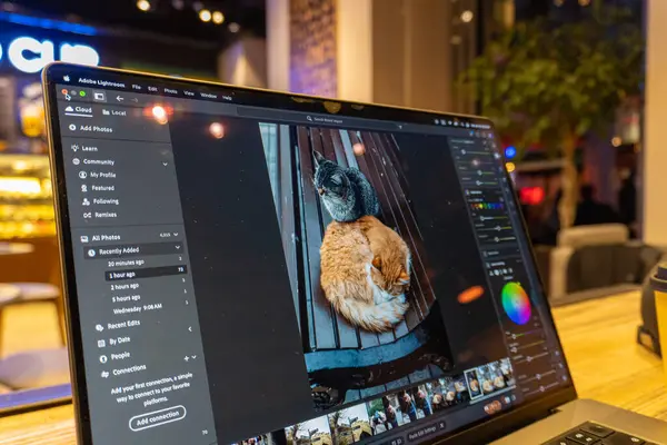 Kedi ile dizüstü bilgisayarda fotoğraf stüdyosu..