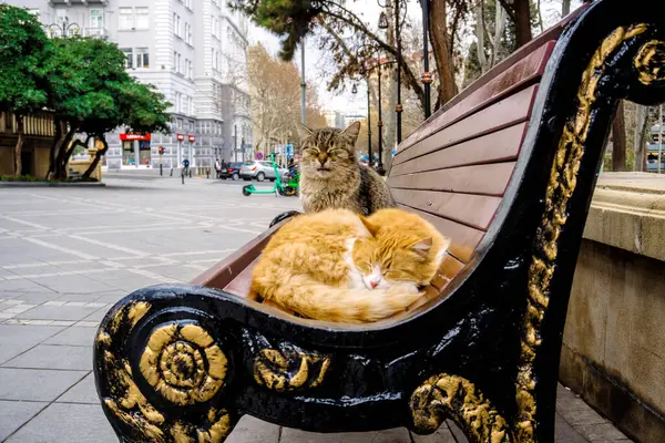 bankta oturan iki kedi.