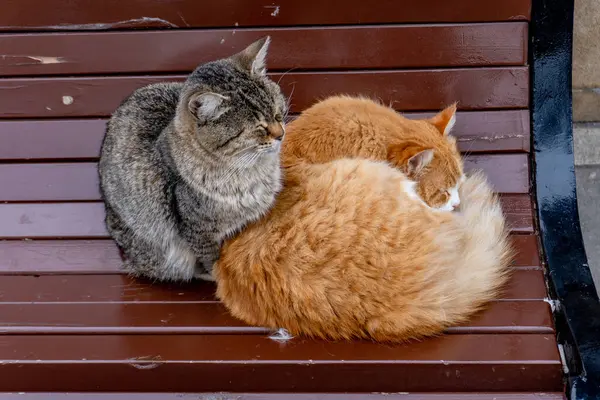 Bahçede yatan kırmızı kediler