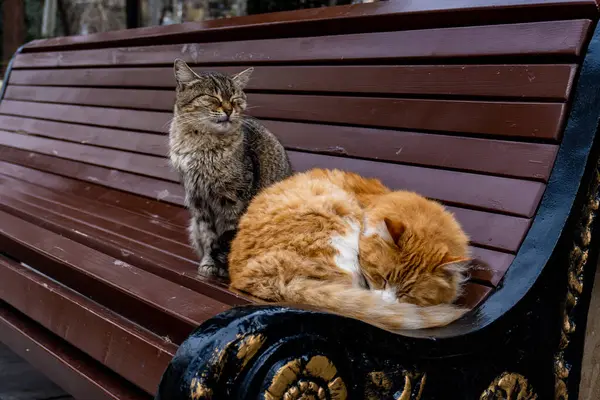 İstanbul 'da sokak kedileri