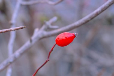 Olgun, kırmızı kalçalar. Bitkisel tıp konsepti.