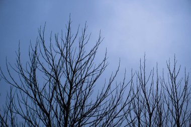 Manzara ve doğa havası