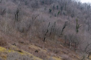 Manzara ve doğa havası