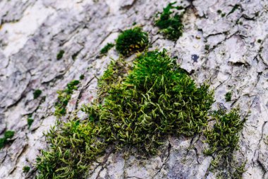 Manzara ve doğa havası