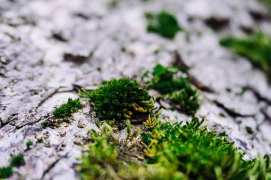 Manzara ve doğa havası