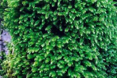 Manzara ve doğa havası