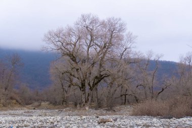 Manzara ve doğa havası