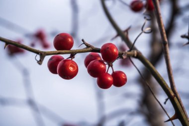 Kış mevsiminde doğa titreşimleri