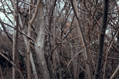 Kış mevsiminde doğa titreşimleri