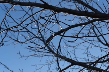 Ağacın dallarıyla soğuk kış havası